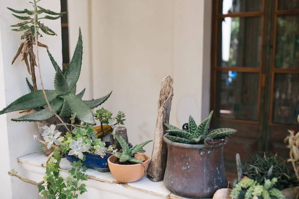 Potted Cactus Succulent Plants White Front Porch Costa — ストック写真