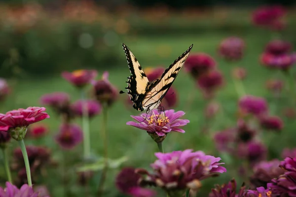 Yellow Swallowtail Butterfly Pollinating Zinnias Flower Field — Stock Photo, Image