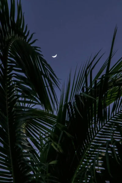 Moonrise Palm Tree Harbour Island Bahamas — Photo