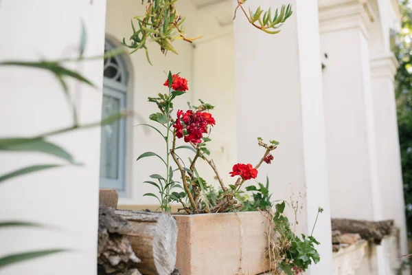 Red Geranium Potted White Porch Costa Brava Spain — стоковое фото
