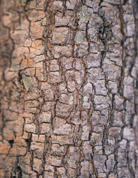 Doku Yakın Ağaç Ahşap Doğa — Stok fotoğraf