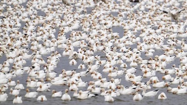 Large Flock Snow Geese Middle Creek Lake — Stock Photo, Image