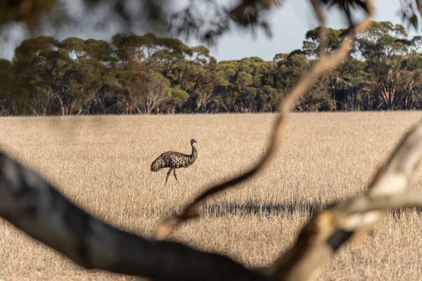 Emu Spotting Middle Grass Landscape Australia — Stock Photo, Image