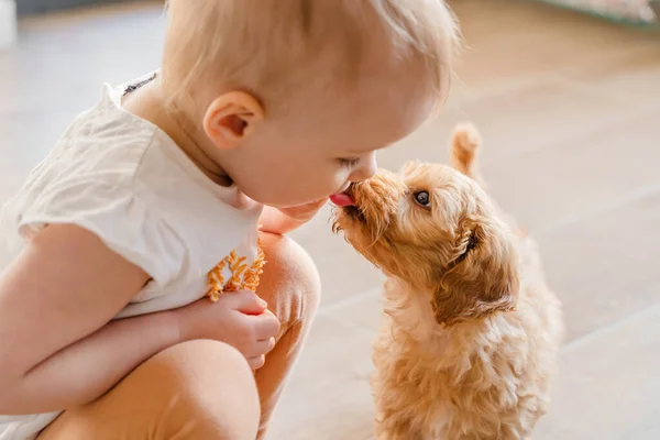 Çocuk Bebek Yerde Bir Maltipu Köpeğiyle Oynuyor — Stok fotoğraf