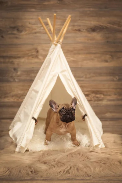 Puppy French Bulldog photoshoot being cute in tent
