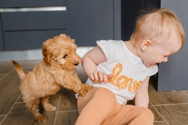 Kind Meisje Peuter Spelen Met Een Maltipu Puppy Vloer — Stockfoto