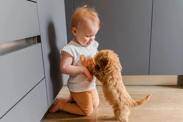 Criança Menina Criança Brincando Com Filhote Cachorro Maltipu Chão — Fotografia de Stock