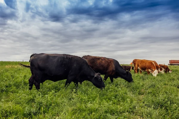 放牧在牧场上放牧的牛 — 图库照片