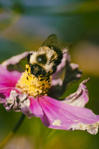 Bumble Bee Cosmos Κήπο Πίσω Αυλή — Φωτογραφία Αρχείου