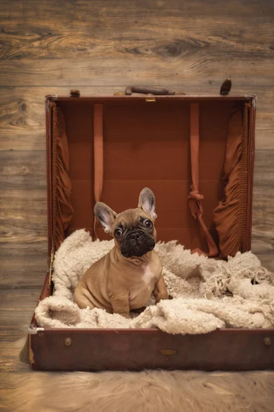 Puppy French Bulldog photoshoot being cute in suitcase