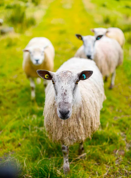 Sheep Graze Field Ireland — Stock Photo, Image