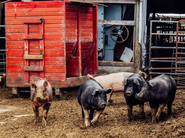 Pigs Running Together Pen — Foto de Stock