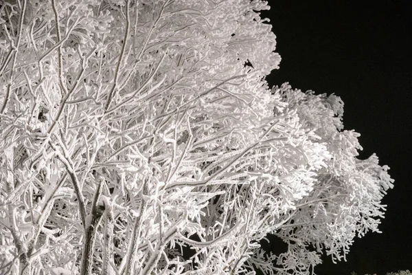 Trees Covered Icy Frost Black Night Sky — Stock Photo, Image