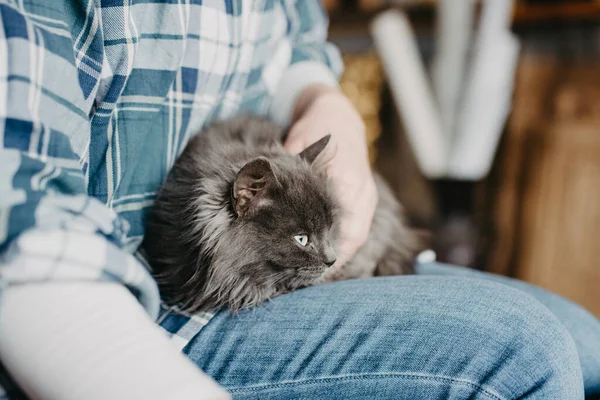 Grey Furry Cat Lying Lap — Fotografia de Stock