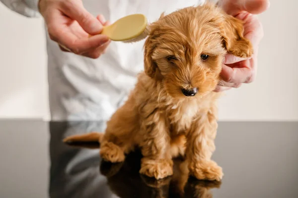 Brushing Maltipoo Puppy Caring Coat Maltipu Dog — Foto de Stock