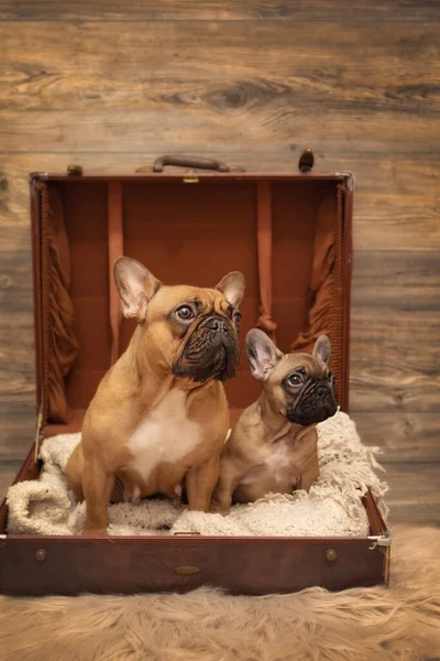 Puppy French Bulldog and momma dog photoshoot being cute in suitcase