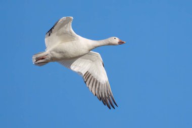 A snow goose flying over Middle Creek.