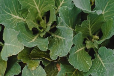 Bir yağmur fırtınasından sonra büyüyen bitkiler