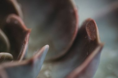 Sulu su damlacığının makro görüntüsü