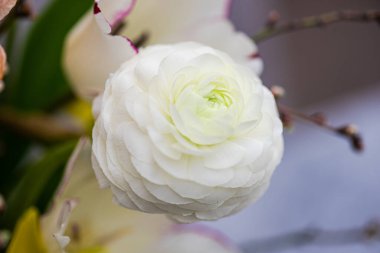 Güzel beyaz ranunculus çiçeğinin buketini kapat.