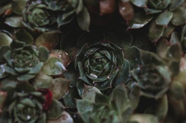 Sulu görüntünün yakın plan görüntüsü