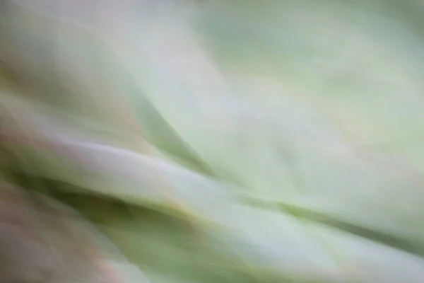 Close Van Abstract Succulent — Stockfoto