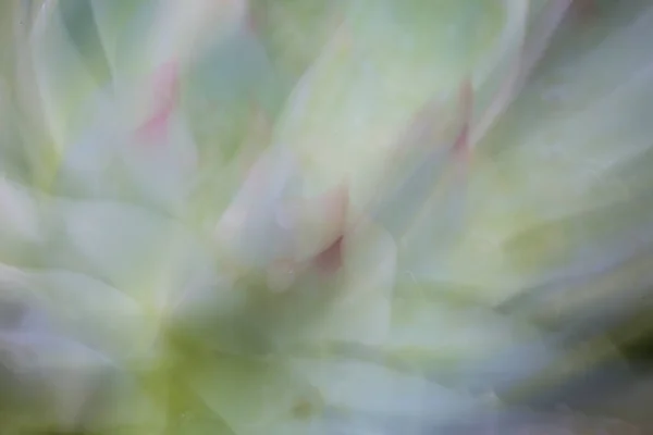 Closeup Abstract Succulent — Stock Photo, Image