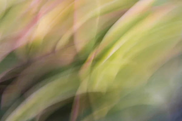 Close Van Abstract Succulent — Stockfoto