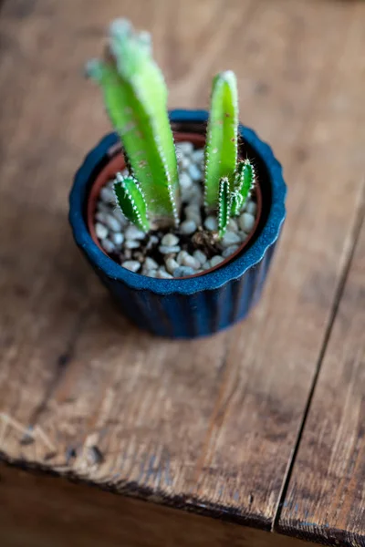 Guardando Giù Impianto Casa Cactus Tavolo Legno — Foto Stock