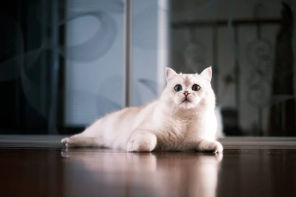 Retrato Gato Branco Ponto Prata Deitado Chão — Fotografia de Stock