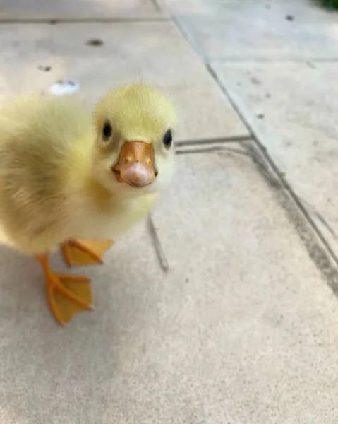 Baby Goose Patrząc Kamerę — Zdjęcie stockowe