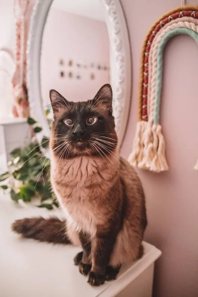 Siamská Kočka Sedí Holčičích Šatnících — Stock fotografie