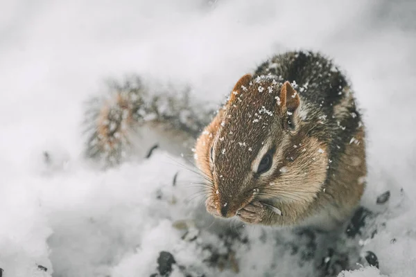 Бурундук Ест Птицу Видит Снегу — стоковое фото