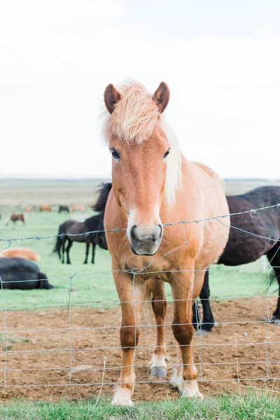 アイスランドの観光スポットロードトリップ 雄大な馬 — ストック写真
