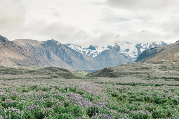 Zabytki Islandii Wycieczka Góry Lupine — Zdjęcie stockowe