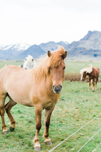 アイスランドの観光スポットロードトリップ オレンジ馬 — ストック写真
