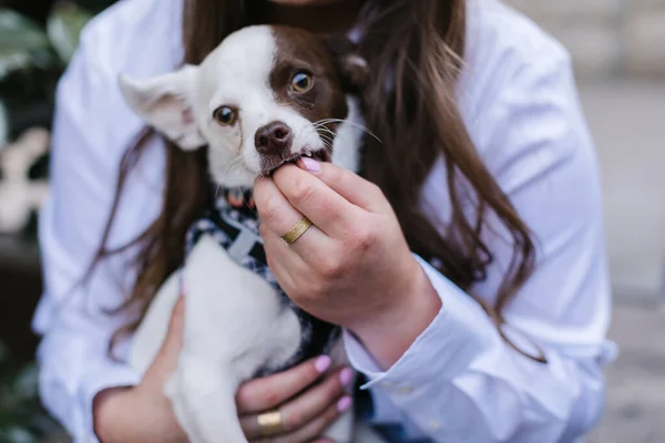 Şirin Melez Köpek Yavrusu Sahiplerinin Parmaklarını Isırıyor — Stok fotoğraf