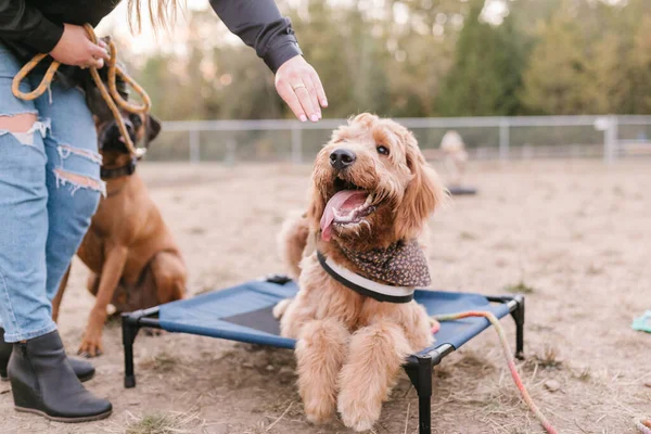 Happy Doodle Mix Dog Laying Place Mat Getting Treat — Stock Photo, Image