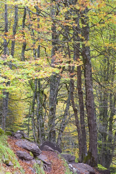 Autumnal Forest Aspe Valley — Stock Photo, Image