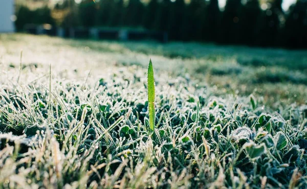 single blade of grass in a grass lawn covered in frost with the sun