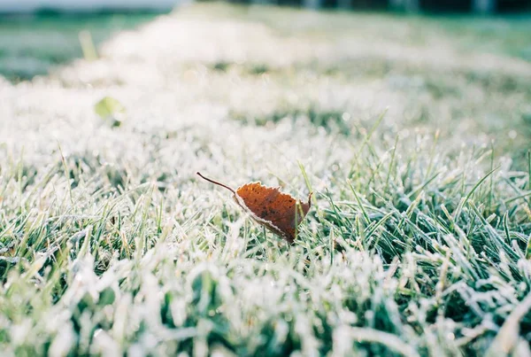 Один Лист Траві Вкритий Морозами Восени — стокове фото