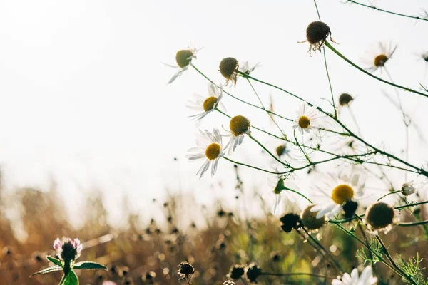 Άγριες Μαργαρίτες Ένα Χωράφι Στον Ήλιο Φθινόπωρο — Φωτογραφία Αρχείου