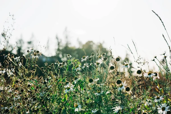 瑞典落日下野雏菊的草场 — 图库照片