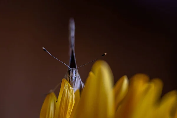 蝴蝶坐在向日葵上看着相机 — 图库照片