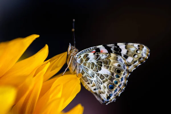 Vista Lateral Mariposa Sentada Sobre Pétalo Girasol — Foto de Stock