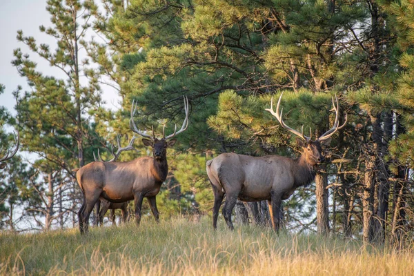 Elks Grazing Field — Stock Photo, Image