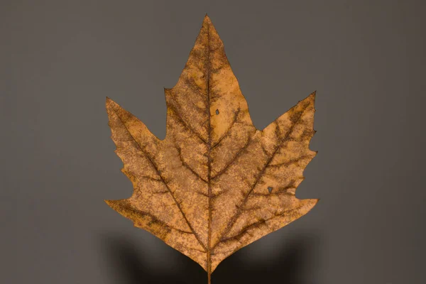 autumn leave brown colour close up detail