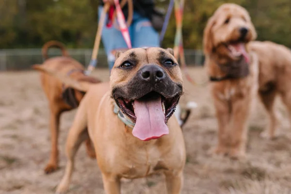 Happy Boxer Mastiff Mix Smiling Tongue Out Other Dogs — Stock Photo, Image