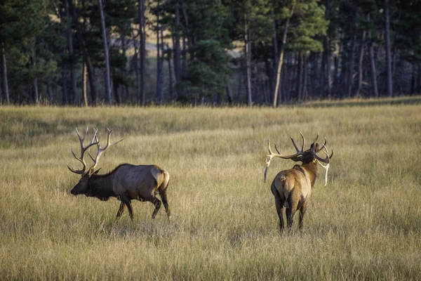 Elks 필드에 — 스톡 사진