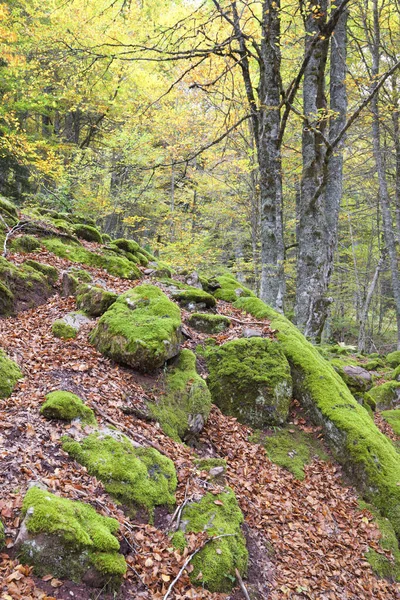Autumnal Forest Aspe Valley — Stock Photo, Image
